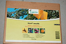 Rebell Amarillo giallo - cerise 25pc