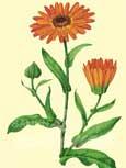 Souci (Calendula officinalis) - Fleur dt au coloris jaune-orange intense et brillant anti-inflammatoire, dsenflant, analgsique, antispasmodique 